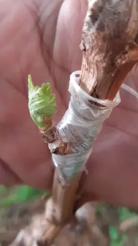 أفضل طريقة لتطعيم العنب بالعين بك سهولة حتى لو كنت مبتدئ #grafting_plante  #france🇫🇷  #grafting_techniques  #تطعيم_شجرة_التين 