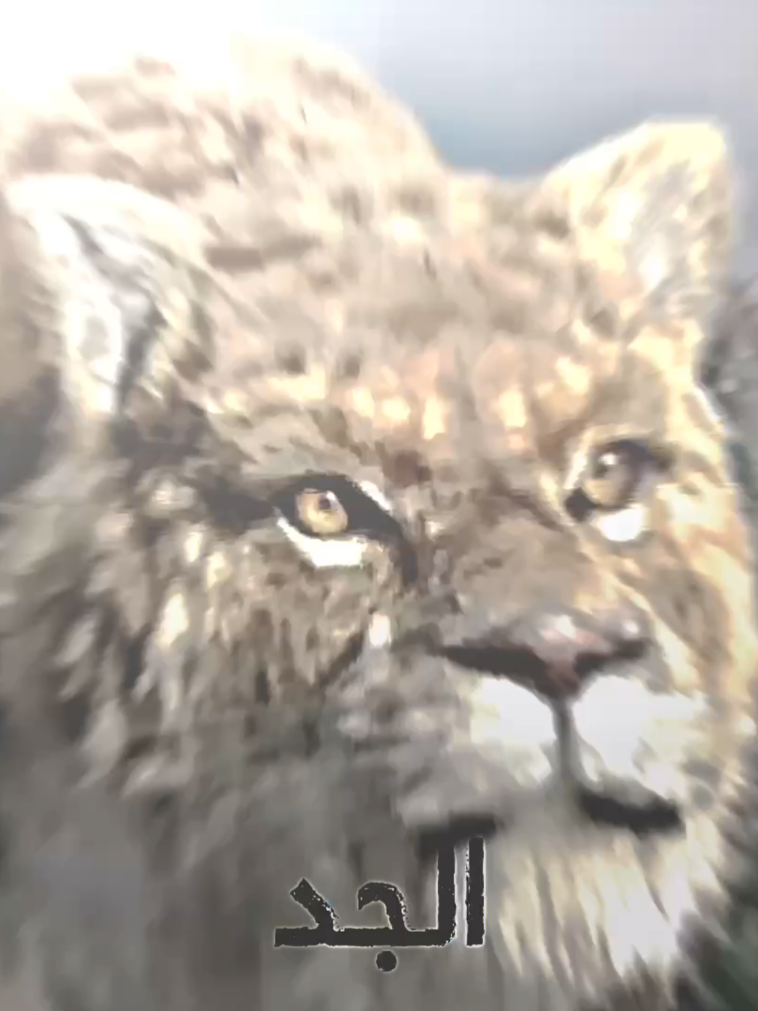 المسؤول على مملكة الغابة (السميلودون) @أمتيو الظاهرة 🦍  #مملكة #الغابة #تصميم #edit #تصميم_فيديوهات🎶🎤🎬 #تصميمي #edits #أسد #ملك #الغابة #smilodon #lion Lion