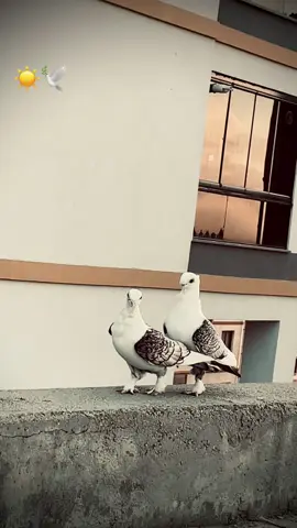 #güvercinsevdası🕊️kefşet#hünkarigüvercin