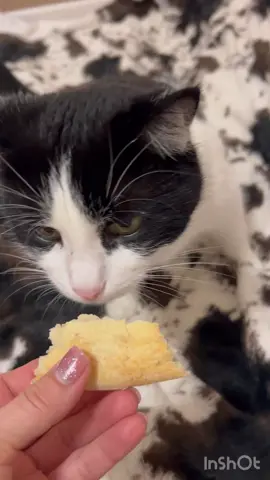 #йорчики #котики##милота #собакадругчеловека #приколы #йоркирулят #відео #котики #fyp #artist #приколыдослёз #відеоприколи 