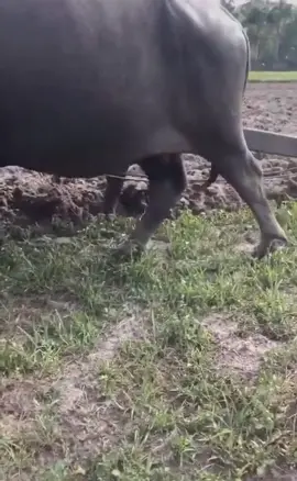 Trâu ơi ta bảo trâu này trâu ra đồng trâu cày với ta#xuhuong #côngnhanngheo #bếntre #trâu 