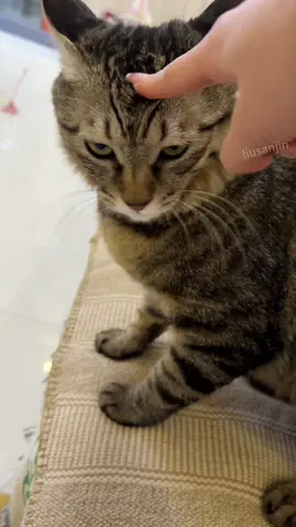 The kitten is jealous of my long nails!#fyp #jinjin #CatCare 