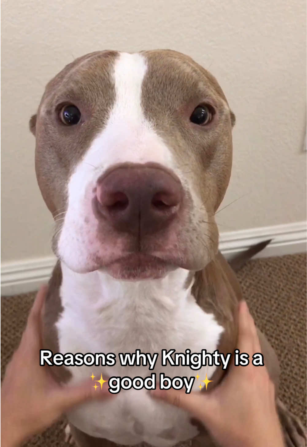 He is the goodest boy 🥺❤️ just discovered @earthrated grooming products. I think he approves. shop our favs in our storefront! 🔗 in bio 🥰 #earthratedpartner #fyp #pitbull #goodboy #doglovers  