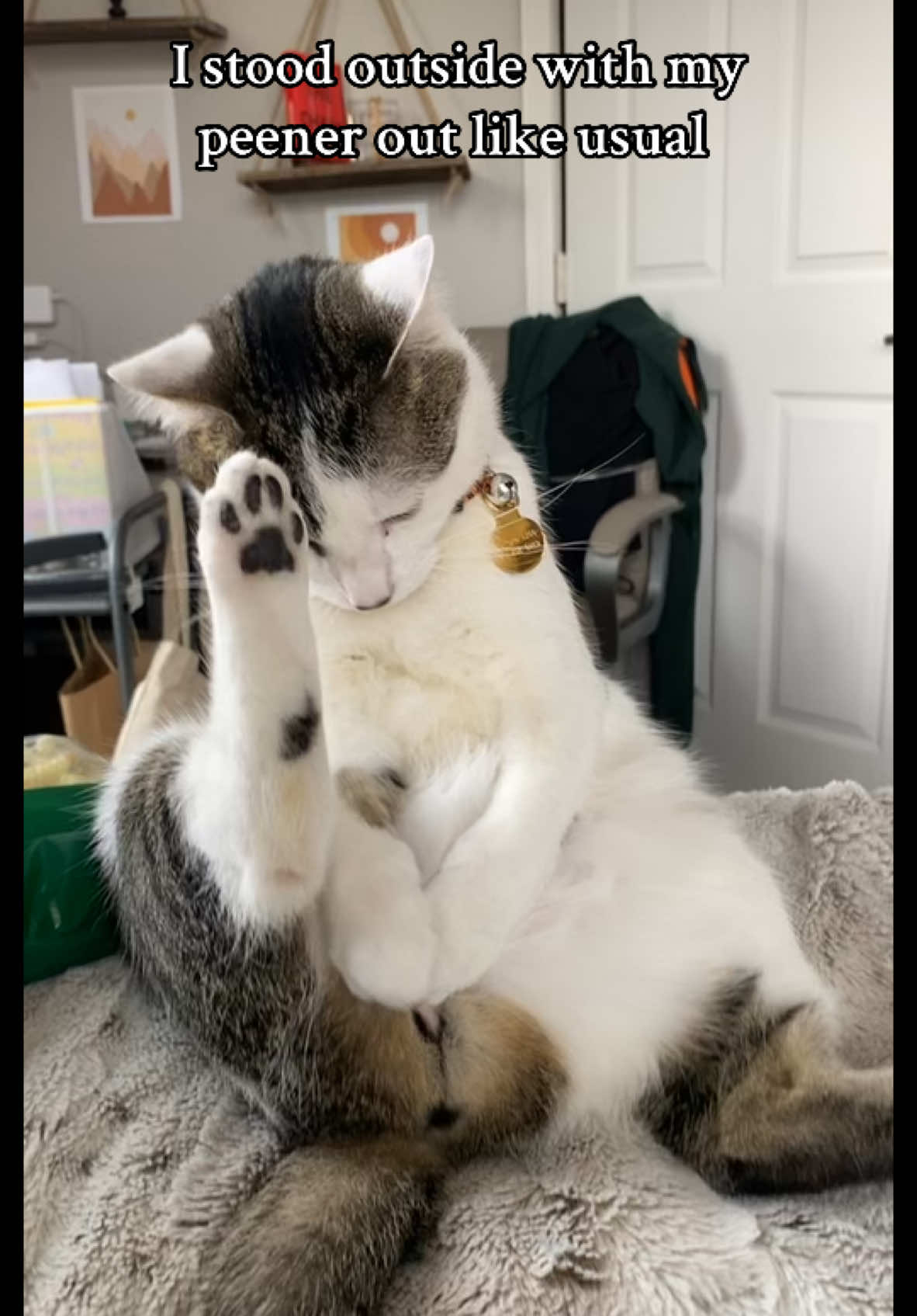 gus is a special guy 😪 #fyp#cats#catsoftiktok