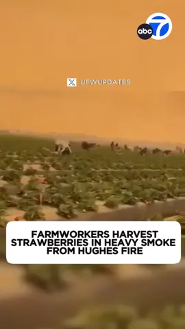 Some powerful video shared by the United #FarmWorkers #union shows workers continuing to #harvest the #strawberry fields in #VenturaCounty, despite heavy smoke coming from the #HughesFire burning near #Castaic. A powerful image showing how our food gets from farm to table.