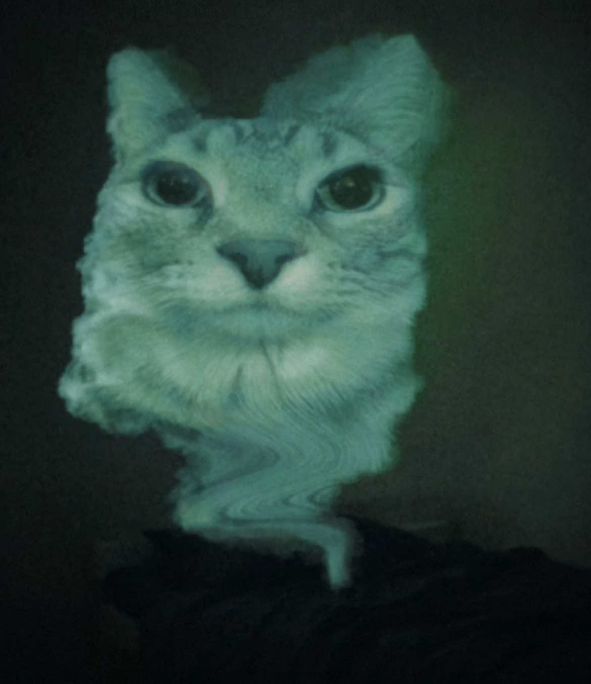 Z-Z-ZAZU ⁉️ #cat #memes 