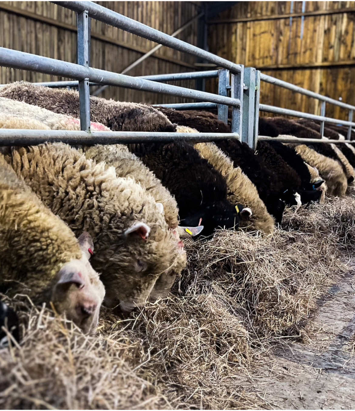 Morning feed up for the ladies before a day off #feed #sheep #lambing #lambs #lamb #farming #farm #farmer #sheoherd #shepherdess #backbritishfarming #foryoupage❤️❤️ #foryou #fyp #trending #viral @Harpers Feeds 