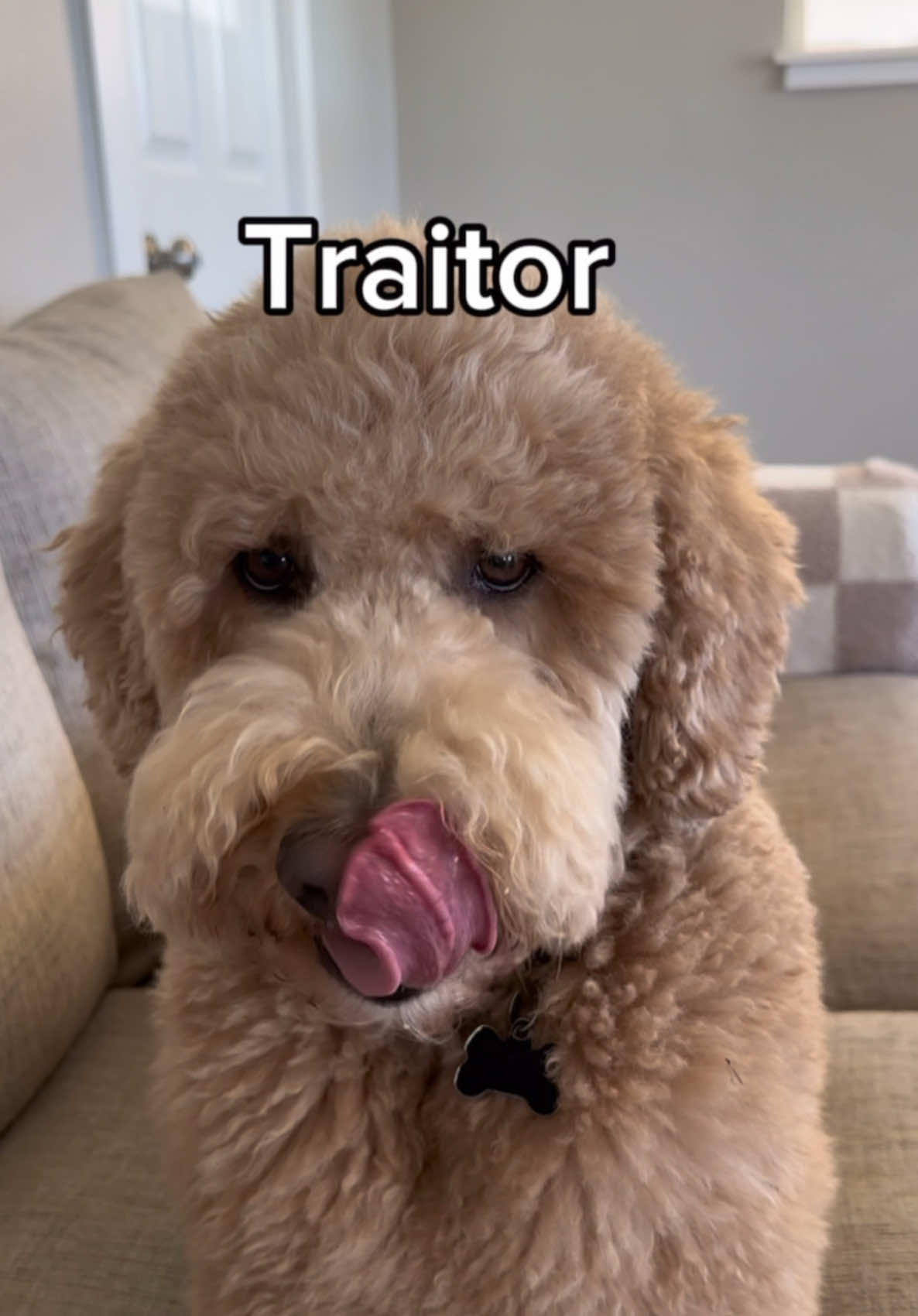 he’ll never trust another nap #dogs #dogsoftiktok #dogcomedy #dogowners #fyp #pets #dogmom #dogdad 