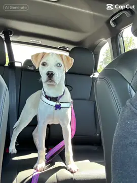 Cartoon Jesse! #puppiesoftiktok #labmixpuppy #huskymix #dogsoftiktok 