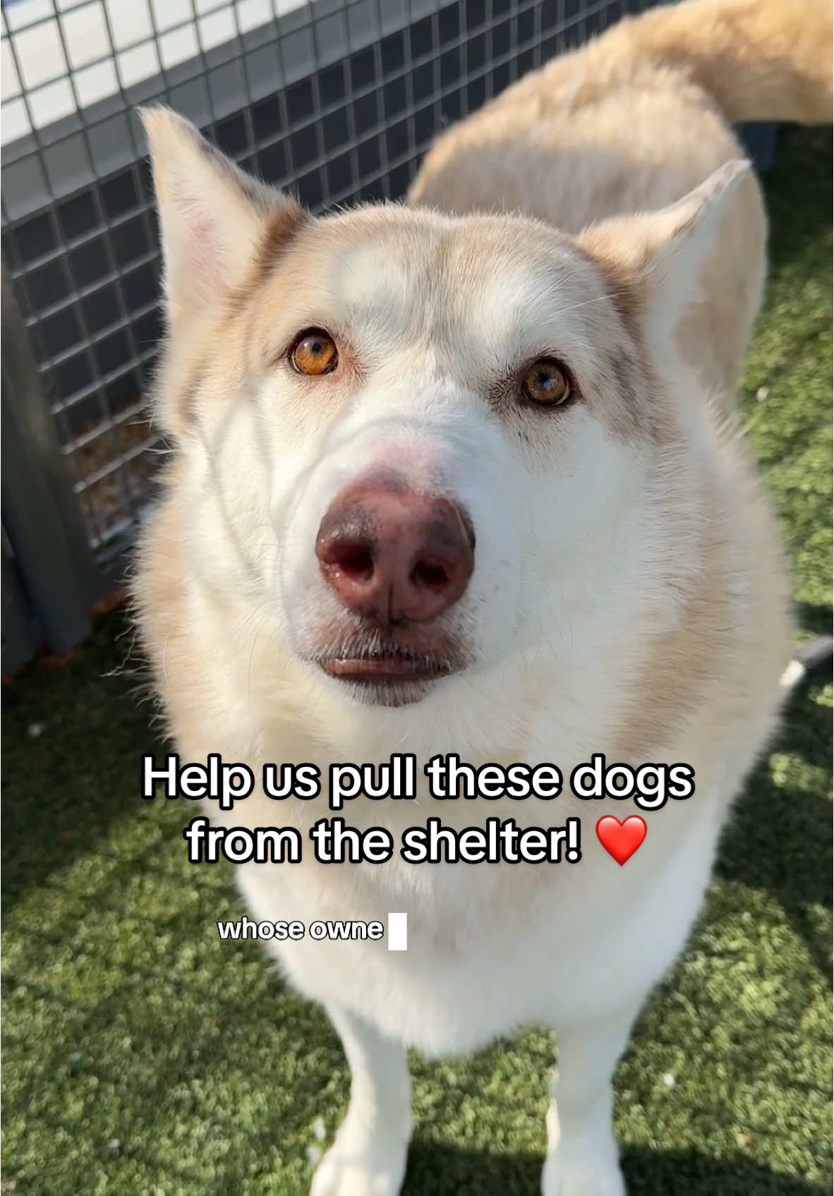You should become a @Muddy Paws Rescue foster so we can save more dogs! ❤️ @Animal Care Centers of NYC 