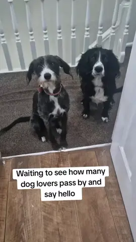 Will you stop and say hello?  #rescuedogs #foryou #dogsoftiktok #fyp 