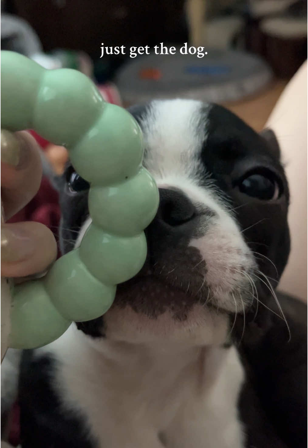 best decision yet🤍 what really makes it all worth it is the patience until your ready, you gotta do what makes you happy🐾#dogsoftiktok #puppy #bostonterrierpuppy #dogmom #puppylove #firstpuppy #bostonterriersoftiktok 