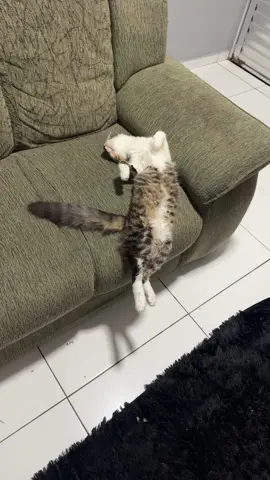 Kkkkkkk                                                                       #gato #gatostiktok  #fouryou #dorminhoco #dormindo #gatos #cat 