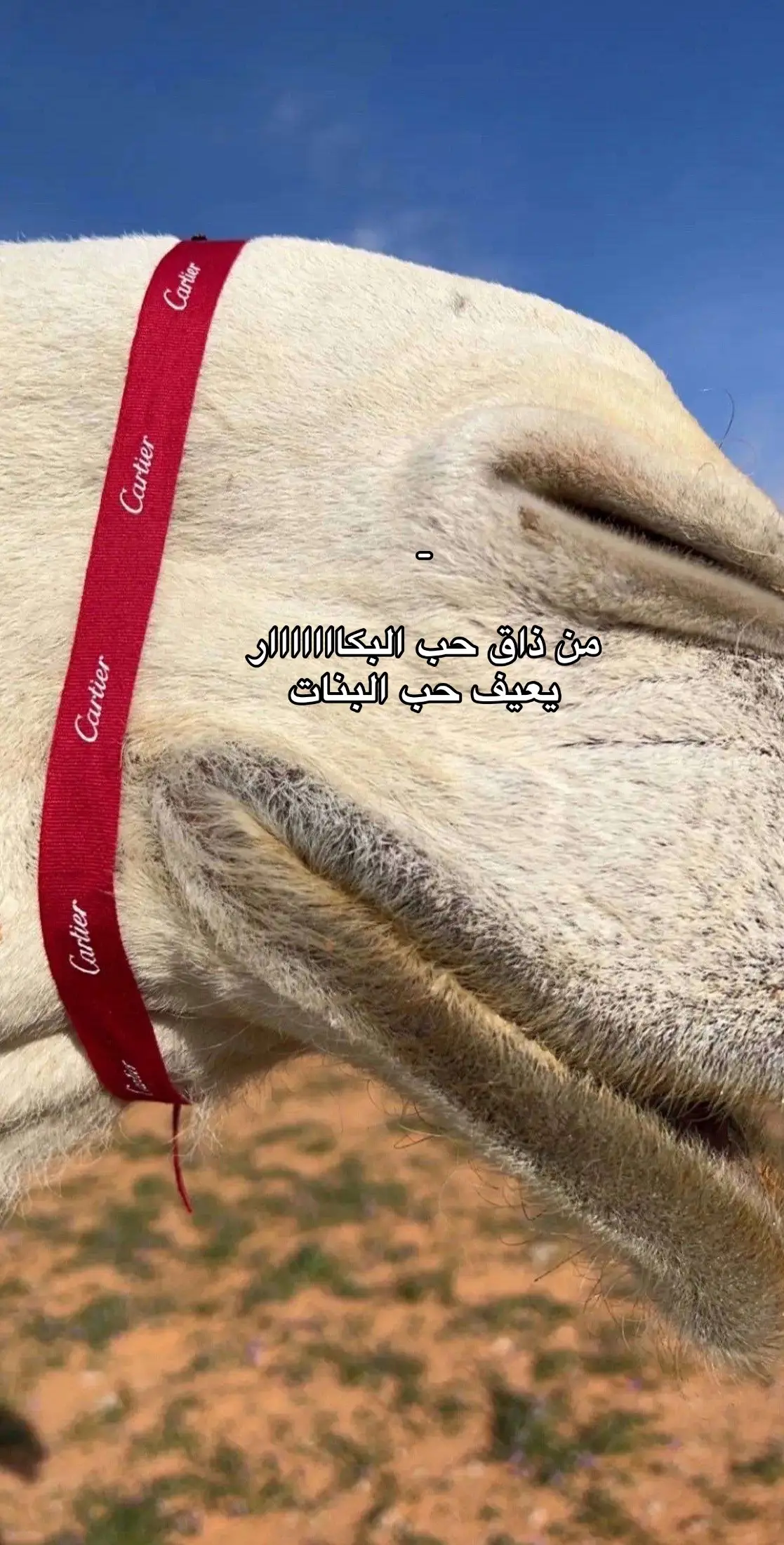 #فارس_الحشار #foryou #pov #عشوايات 