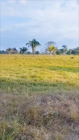 la sordamuda Reynaldo Armás🇻🇪