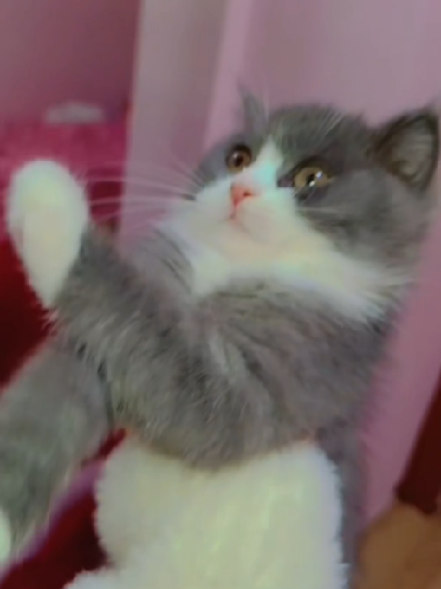 حبيبي❤🐾 . . #قطتي #حبيبي  #ننوشه🎀 #نور #اكسبلور 