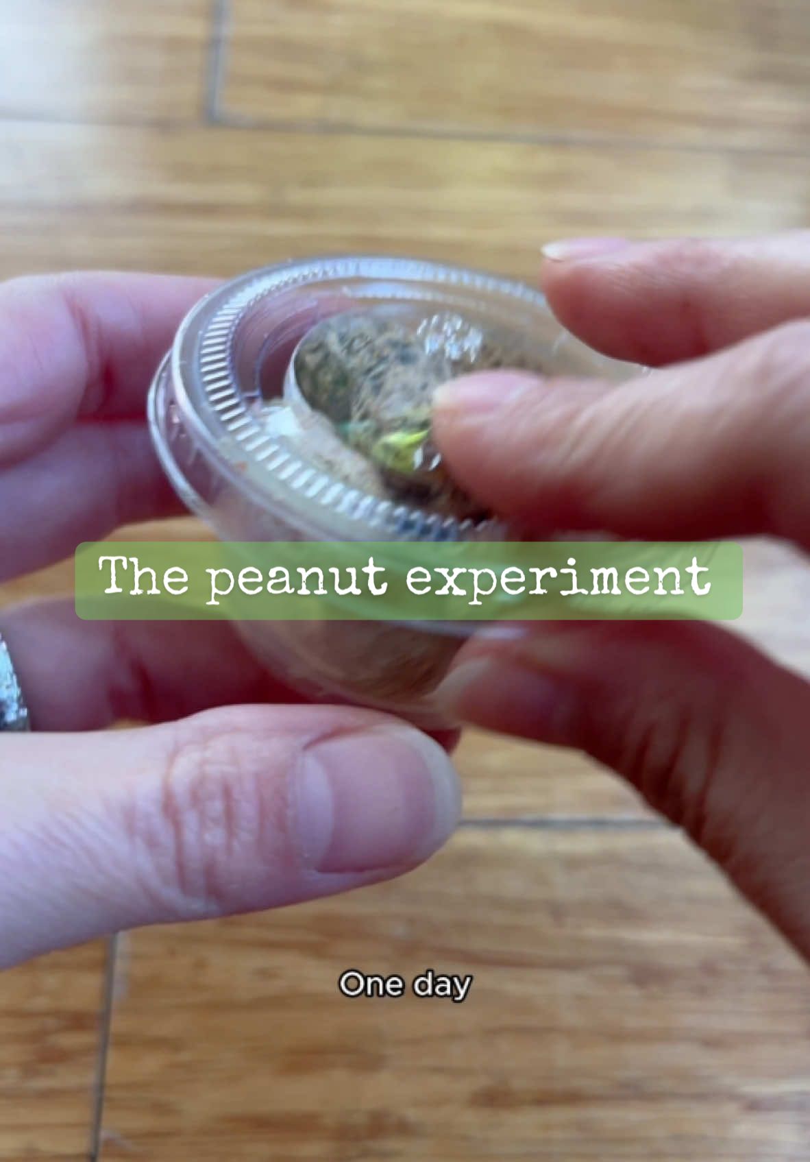 I Tried Growing Peanut Butter and In-N-Out Peanuts…and It Actually Worked In this fun experiment, I turned my kitchen into a peanut science lab to answer one burning question: What would happen if I grew peanuts from scratch? And not only regular peanuts...but In N Out peanuts and peanut-butter!? Join me as I try to grow three of the wackiest peanut plants you’ve ever seen.  Don't forget to like, comment, and subscribe for more experiments just like this! Thanks for watching my channel this week!