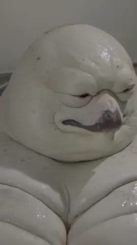 #dúo con @TxREK #weirdcore #animalhibrido   #hibrido 