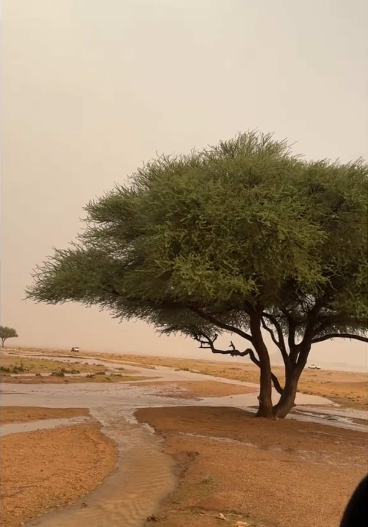 #سواج #طخفه #نجد #ضرية #القرارة #ابوجلال #الرس #نفي #دخنه #الشبيكيه #الجمش #الدوادمي #السعودية 