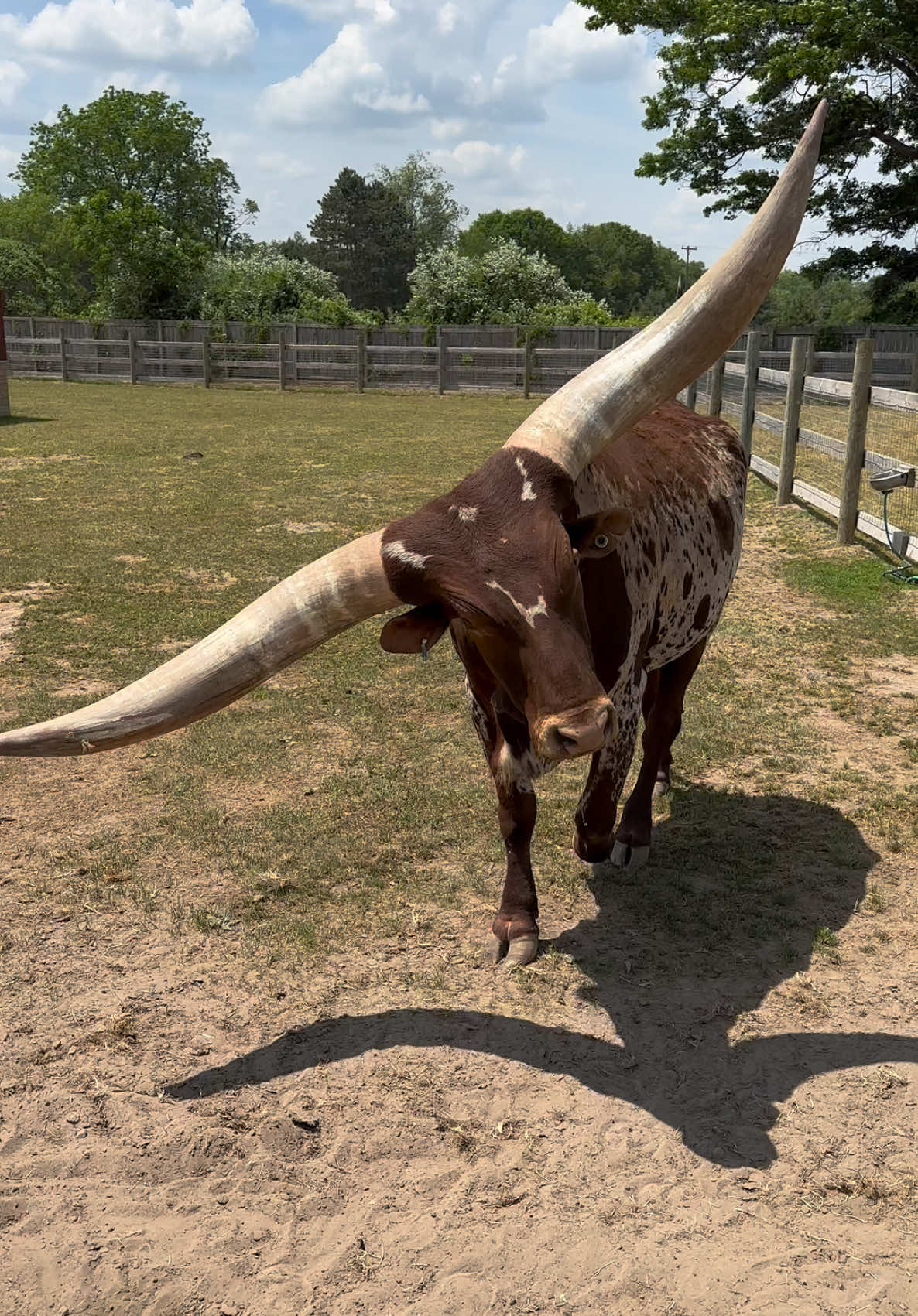 Ankole-Watusi - Cattle of Kings 🐮  #animals #rancho #farmlife #fyp #ankolewatusi #horns 