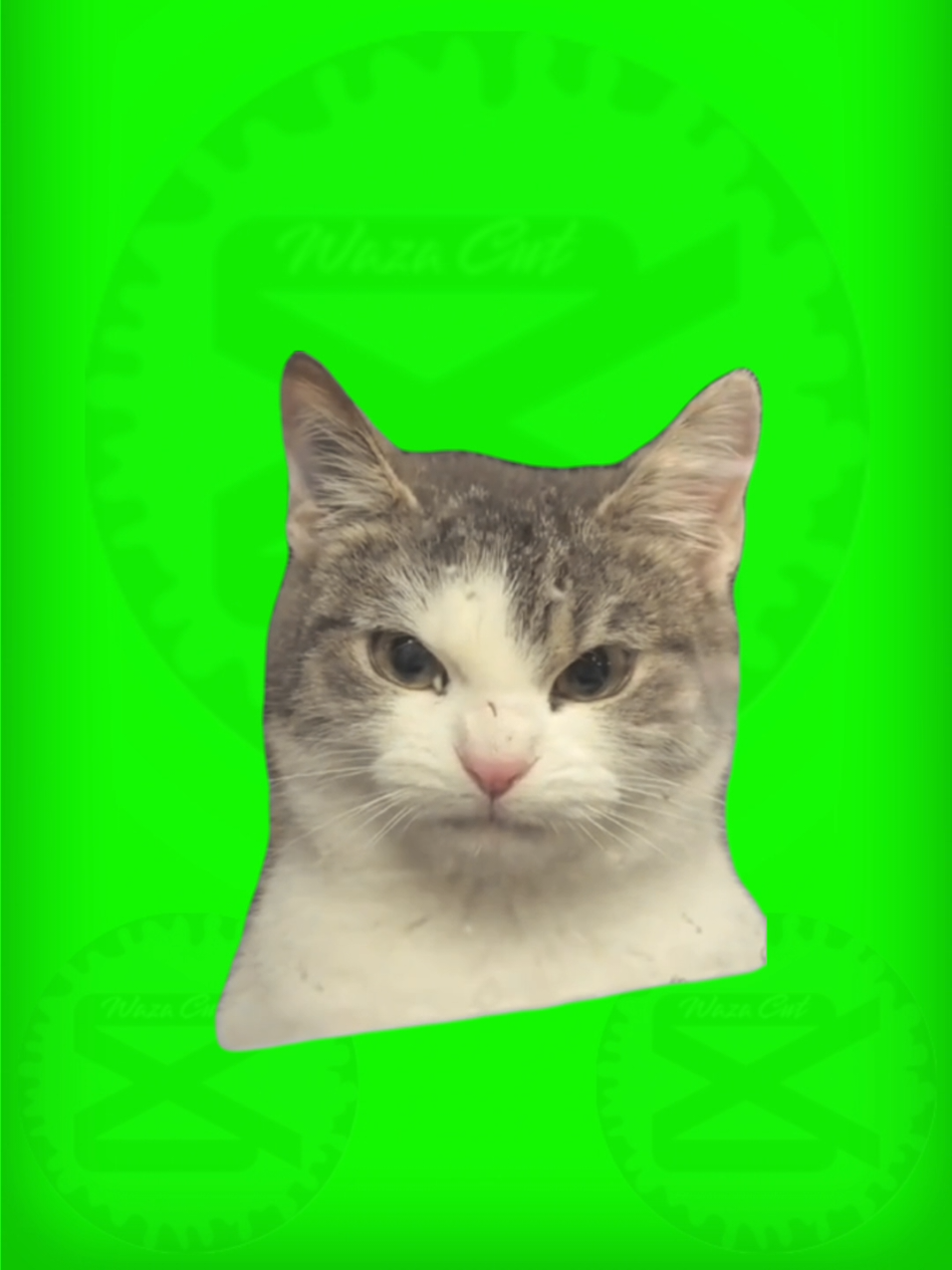 🔰PLANTILLA🔰
 🌟Gato enojado🌟
 #Meme #pantallaverde #greenscreen #sticker  #wazacut
#gato #cat #enojado #humor 