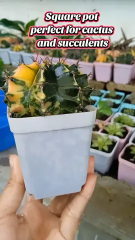 Mahilig ka ba sa cactus at succulents?these pots are perfect for you☺️ #plant #plantpots #plantita #plantitas #minipot #cactuslovers #succulents #PlantLover #plantlovers #plantlove #cactus #plant #succulents #succulent #aloe #agave 