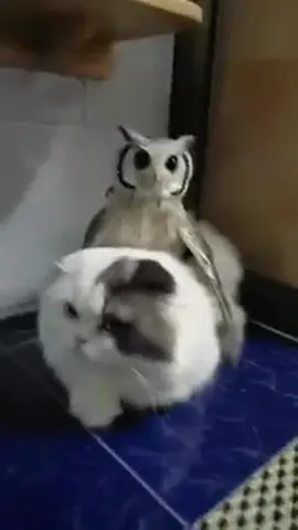 Owl core🥰😂#owl #owlhouse #owls #owlsoftiktok #owllove 