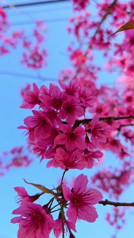 Hoa Tớ Dày Mù Cang Chải. #gianhhanhphuc 