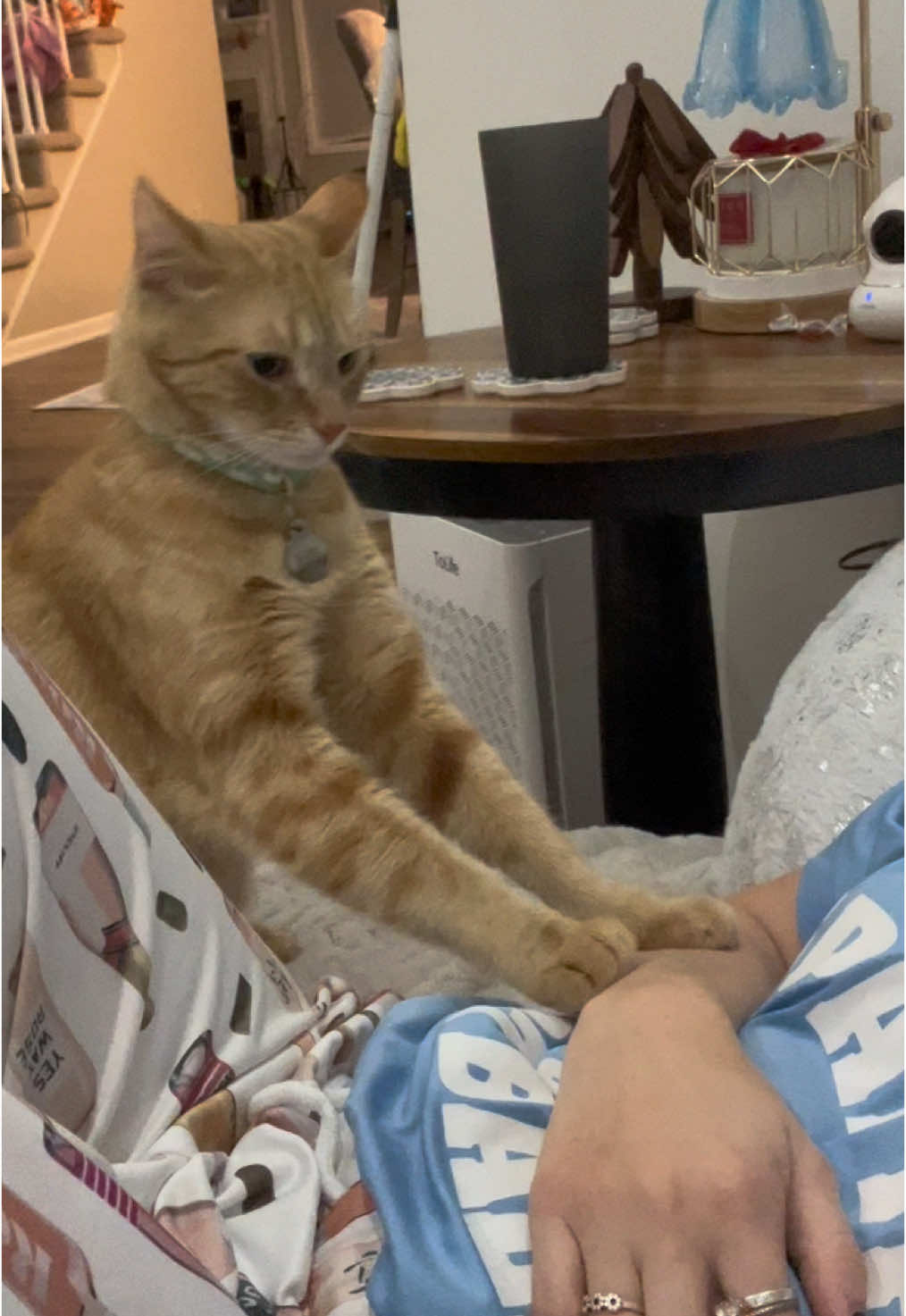 3 WARNING PAWS? #macandcheesethecats #macattack #macandcheese #macaroniandcheese #smackaroni #orangecat #orangecatbehavior #orangecatsoftiktok #orangecats #stopyourescaringme 