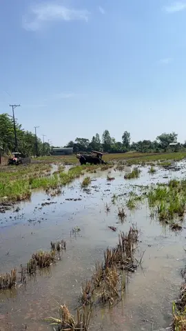 t chuẩn bị mọi thứ rồi chỉ cần bắt tay vô là buộc xích thoy🤣🤣#xuhuong #maycaymientay #kubota5018vn 