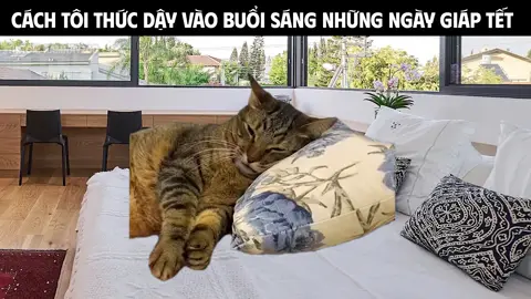 Trung bình 1 buổi sáng ngày giáp Tết của sinh viên trường H:))) Đợi phần 2 vào m2 Tết nha ae:)) #cat #tet2025 #meme #donnha #dontet #sinhvien #hocsinh #baitaptet #namnay20 #sinhviencogivui