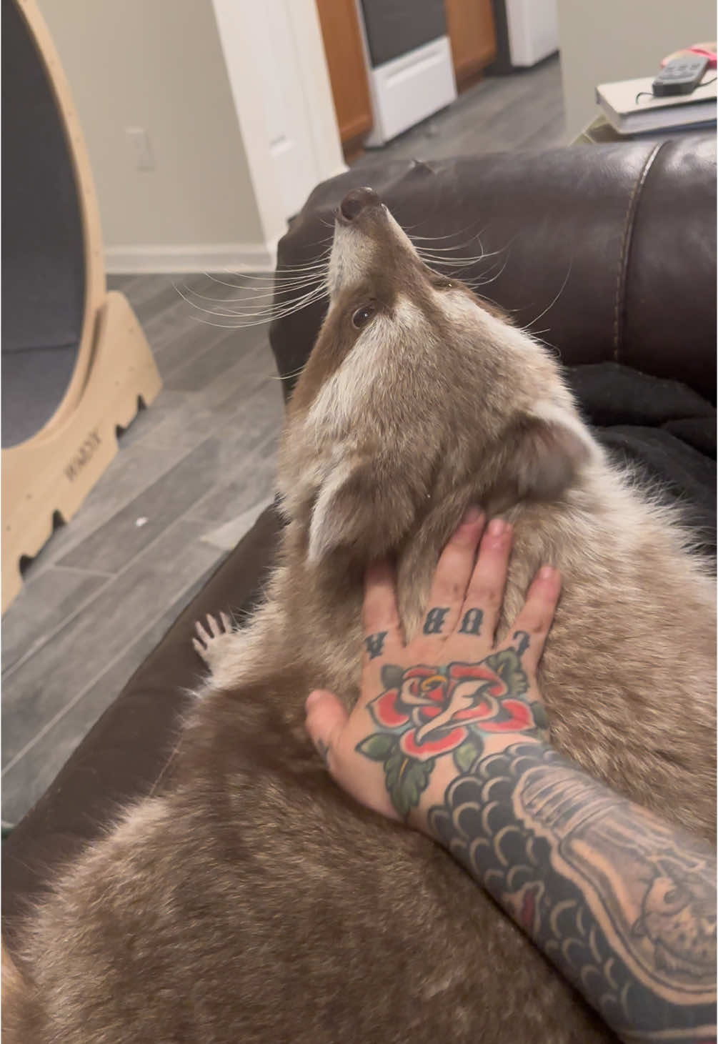 Try not to get scared .. scary stories 😳  #raccoon #raccoons #trashpanda #raccoonsoftiktok #raccoonsoftiktok🦝 #animalsoftiktok #exoticpetsoftiktok #pet #blonde #cinnamon #fyp #cute #funny #bento #bentobox #benny #scarytiktoks #trynottogetscared 