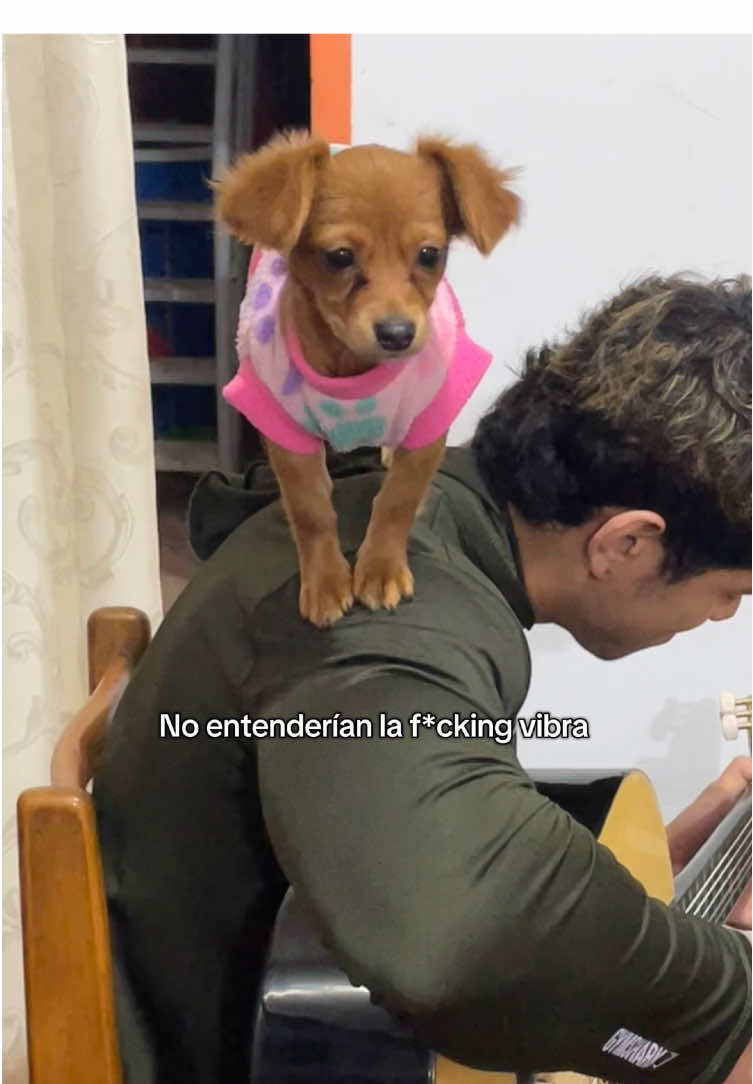 La f*cking vibra #fyp #mascotastiktok #dog #westcoastlanadelrey #comedia #humortiktok 