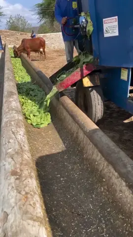 Why Do Cow Eat Cactus #fyp #LearnOnTikTok #viralvideo #foryou #new #amazing #fact #factocean #factflare #interesting #information #viral #video #forypupage 