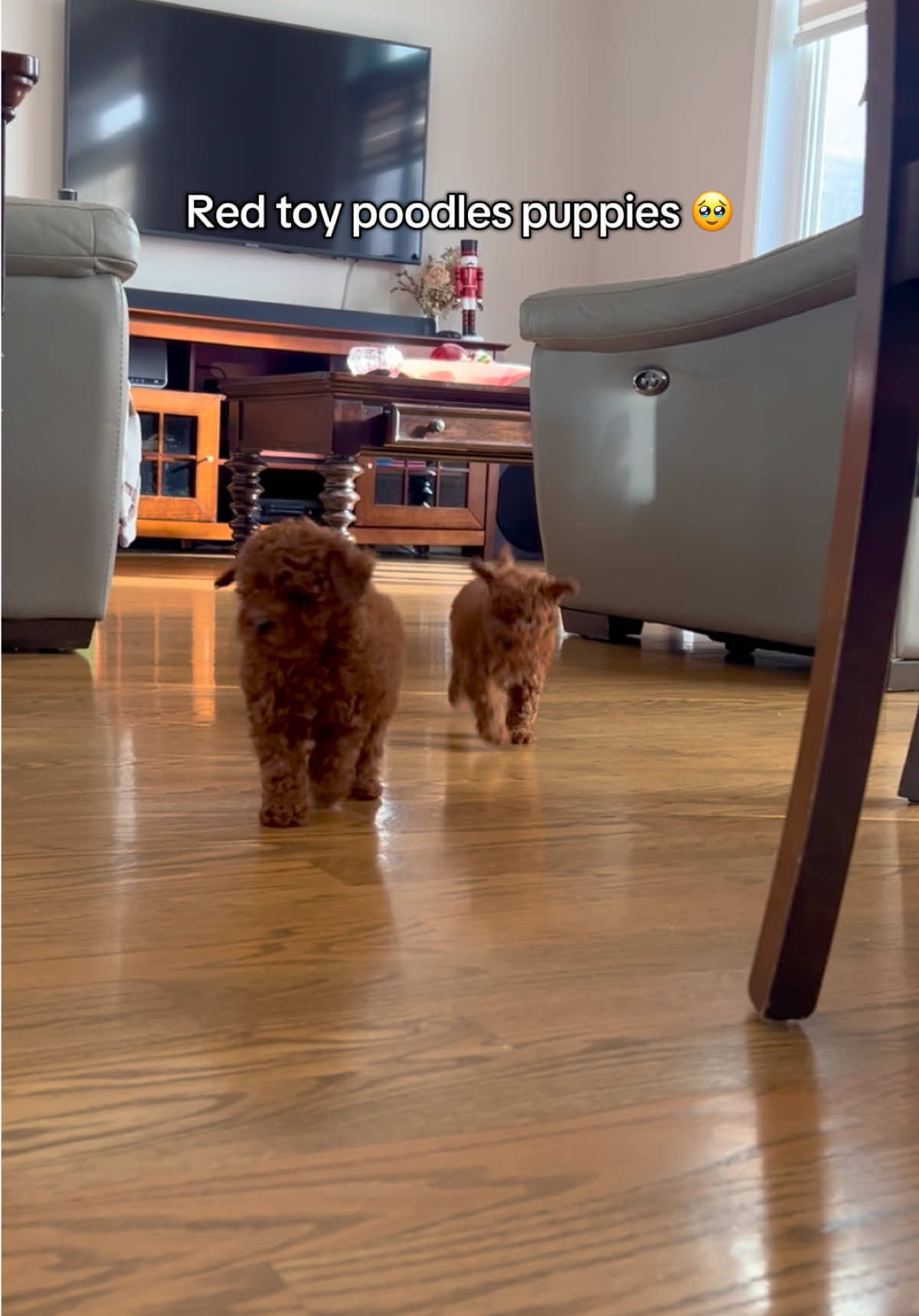 Their little runs 🥺🥰 red toy poodles looking for their furever homes! Message for info ❤️ #laval ##dogsoftiktok #puppiesoftiktok #toypoodle #redpoodle #poodle 