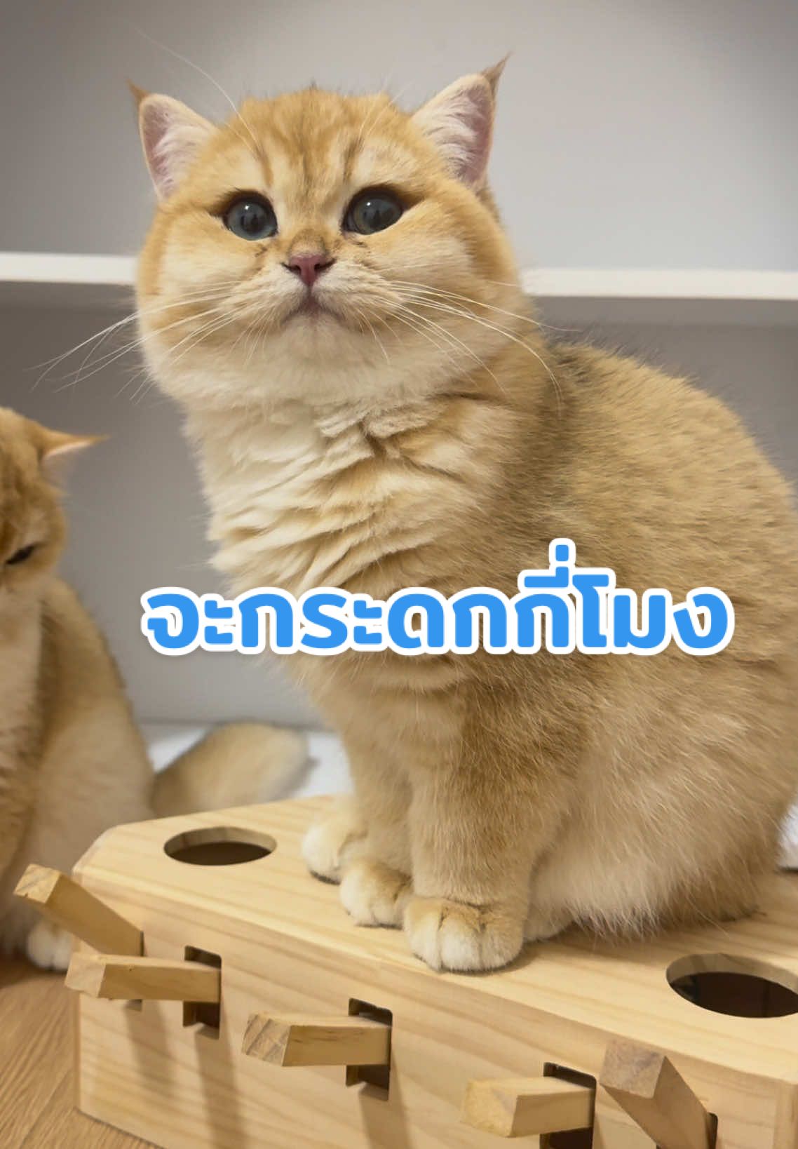 ม้ากระดก จะกระดกกี่โมง 😄