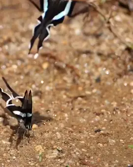 Tahukah kamu bahwa Green Dragontail Butterfly adalah salah satu kupu-kupu terkecil dari keluarga Papilionidae, namun memiliki ekor panjang yang menyerupai naga? Dengan sayap transparan yang dihiasi pola hitam dan hijau seperti kaca patri, mereka menjadi salah satu kupu-kupu paling memikat di dunia. Mereka juga terkenal sebagai penerbang gesit yang mampu melayang dengan indah, membuat kehadirannya sulit diabaikan. Kupu-kupu ini sering ditemukan di hutan hujan Asia Tenggara, termasuk Indonesia, dan gemar berkumpul di genangan air untuk menyerap mineral. Kehidupan mereka adalah bukti betapa kayanya keanekaragaman hayati di wilayah tropis. 🦋✨ 📽 by: Kazuo Unno