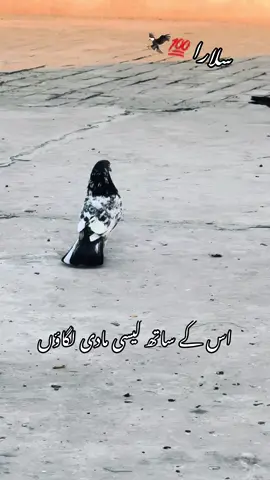 #shoq #mashAllah #kaboterbazi🔥🕊 #kabutar #foryoupage 