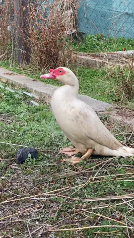 #kurdistan #foryou #rasty_lak #مراوی_فەڕەنسی #🐦‍🔥🪿🦆🦆