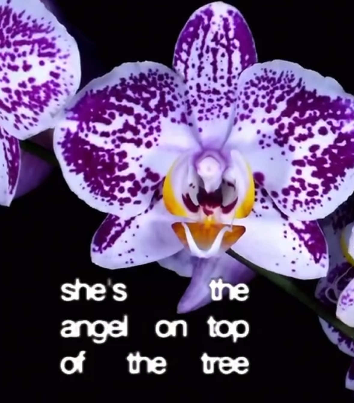 Petals by hole #angel#hole#holeband#90s#music#viral#petals#petal#flowrs#petal#song#viralvideo#stem#flower#flowerarrangement#pretty#cute#angelic#tree#trees#musicnotes#headphones#fyp#fypシ