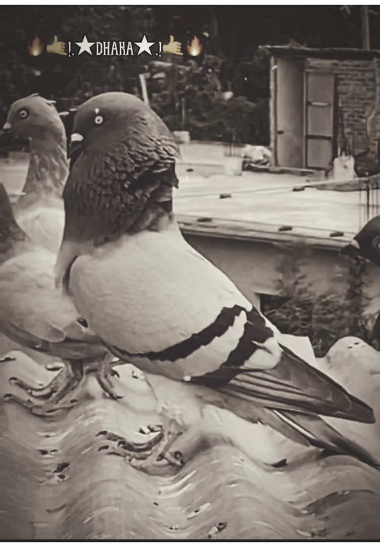 #CapCut#👀🫰#masallah #pigons_lover #viralvideotiktok #viralvideotiktok #viralvideotiktokteam #🕊️🕊️🤝 #