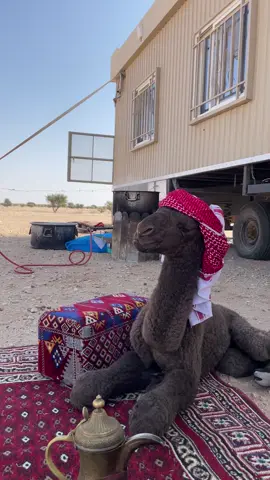 #عتيبه #الاد_النفيعي #كلبش_عفيف⛷ #ذوي_زياد #fyyyyyyyyyyyyyyyy #افلح_من_ذكر_الله #اكسبلور 