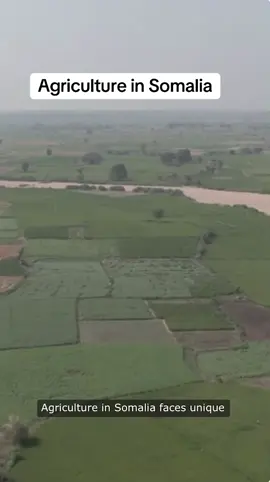 Agriculture in Somalia.
