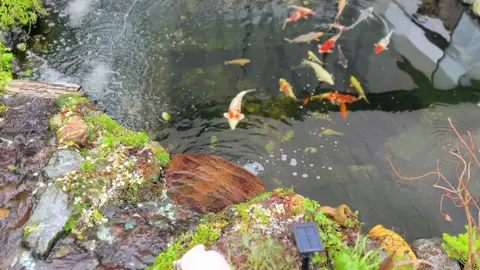 #koipond #koifish #foryoupage❤️❤️ #fyp #videoviral #kesfetteyiz #koi #tiktoknederland🇳🇱 #waterfall #toktok #kesfet #koivijver ##koivis #klarinet #berivanim #amed 