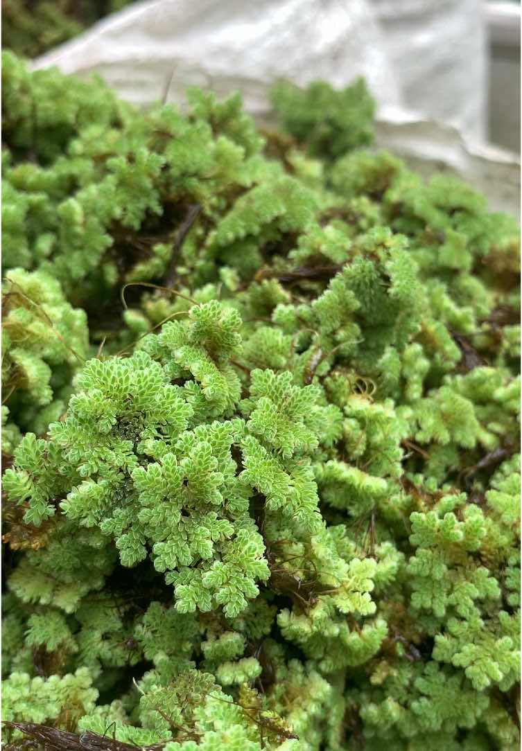 Panen azolla untuk pakan alternatif ikan dan ternak unggas #azolla #azollamicrophylla #azollabanyuwangi #azollafarming #azollapakanternak #azola #azollapakanalternatif #azola #azola #azollapakanikan #fypシ #azollabanyuwangi #tren #trendingvideo 