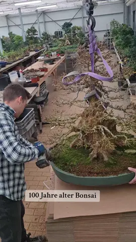 Repotting an old Bonsai tree. Step by step transformation. #bonsai #care #transformation 