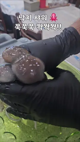 낙지 기절 시키기 !!! #낚지먹고힘내자  #낙지샤워  #낙지는요래요래  #쭉쭉쫙쫙 !!