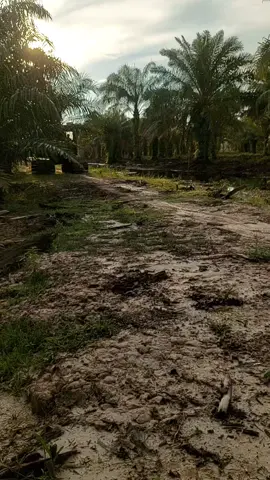 cara mengisi pohon sawit cepat berbuah  #fyp petani sawit