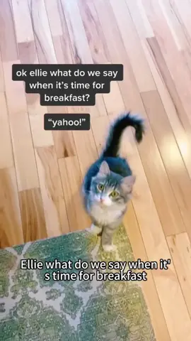Cats understand English 🥰#tiktok #funnyvideos #usa🇺🇸 #catsoftiktok #foryou #cat 