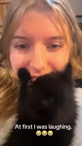 Dogs are jealous of cats #dog #dogsoftiktok #funny #funnyvideos #dogs #funnydogs 